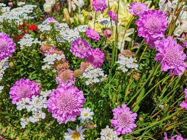 Vibrant display of Scabiosa and Achillea flowers in full bloom at a sunny community garden in Fort Mason, San Francisco, 2023 clipart