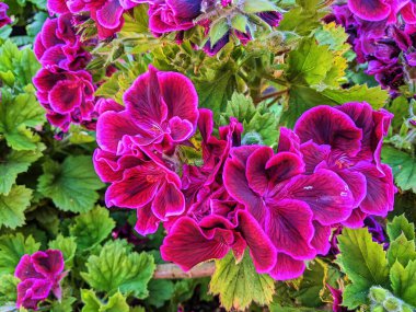 Fort Mason halk bahçesinde canlı fuşya sardunyaları. San Francisco, California 'da. İlkbahar güzelliğinin ve büyümenin çarpıcı bir gösterisini sunuyorlar..