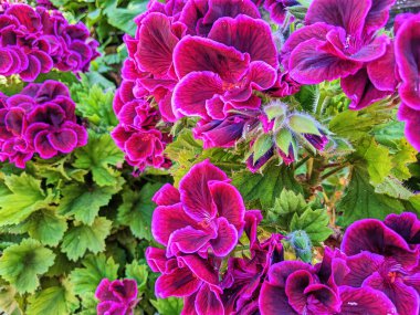 San Francisco Halk Bahçesi, 2023 'te Magenta Sardunyaları' nın Patlaması