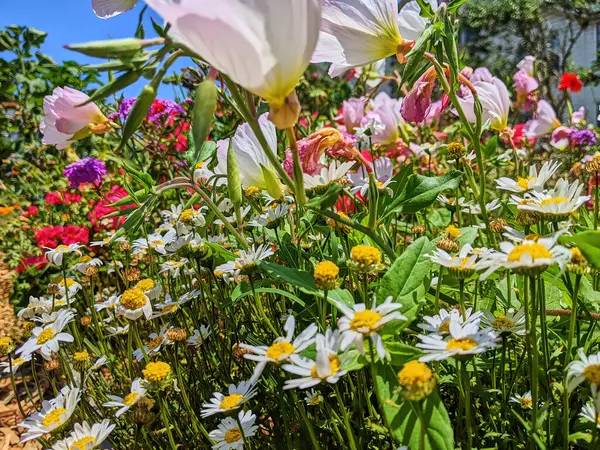 Sunny day at vibrant community garden blooming with colorful flowers in Fort Mason, San Francisco, 2023