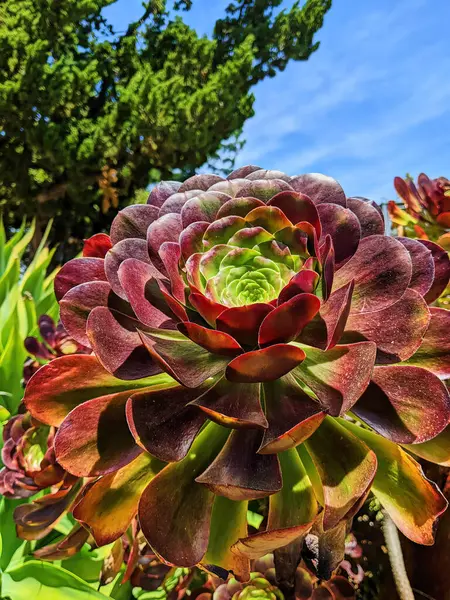 Close Vibrante Uma Roseta Suculenta Jardim Oakland Califórnia 2023 Exibindo — Fotografia de Stock