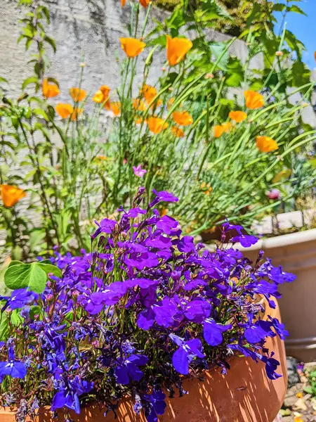 Sunlit Patio San Francisco Community Garden Showcasing Terracotta Pot Brimming — Stock Photo, Image