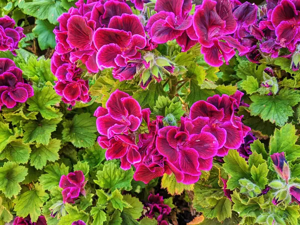 Fort Mason, San Francisco, 2023 'te bir halk bahçesinde serpilen mor sardunyaların canlı yakın çekimi.