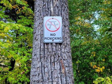 Massachusetts parkındaki bir ağaçta piknik tabelası yok. Sonbahar yeşilliklerinin ortasında. Açık hava etiğini destekliyor.