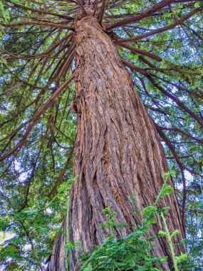 Oakland Garden, Kaliforniya 'daki Majestic Redwood Tree - Rich Bark Dokusunu Gösterme, New Growth and Verdant Canopy, 2023