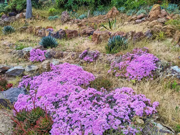 Fleurs Violettes Vibrantes Pleine Floraison Conservatoire Des Fleurs San Franciscos — Photo