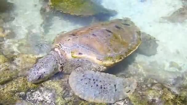 Handheld Shot Ervaar Het Rustige Onderwaterparadijs Nassau Bahama Verwonder Kenmerkende — Stockvideo