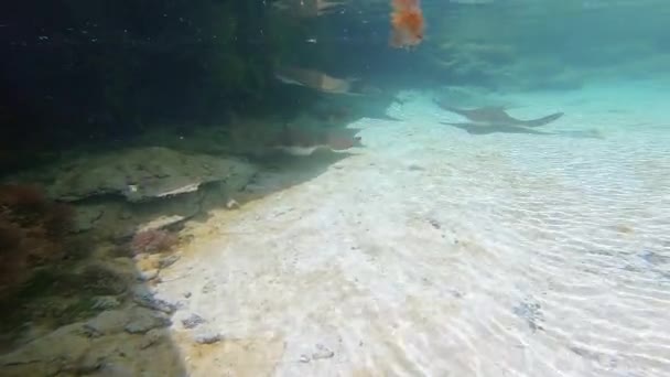 Handhållna Skott Fångar Den Fridfulla Undervattensskönheten Utanför Paradise Island Nassau — Stockvideo