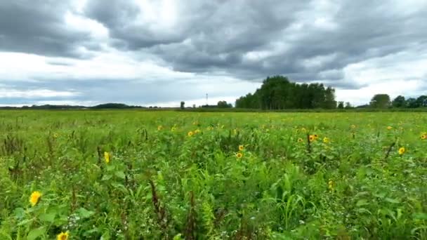 戏剧化的阴天下 在印第安纳州埃尔哈特市向日葵园的空中跟踪拍摄 捕捉了美国农村农场的宁静美景 — 图库视频影像