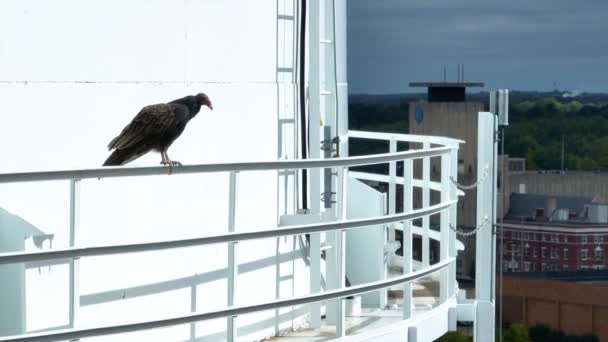 Widok Lotu Ptaka Muncie Stanie Indiana Wieżą Ciśnień Sępem Siedzącym — Wideo stockowe