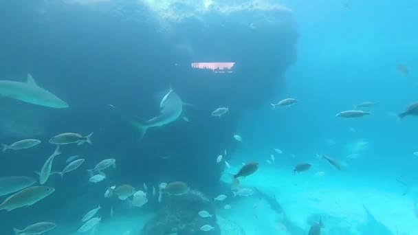手握射击 展现纳撒乌斯水下世界宁静的美 观看一条优雅的鲨鱼和五彩斑斓的热带鱼在巴哈马天堂岛周围清澈的海水中滑行 — 图库视频影像