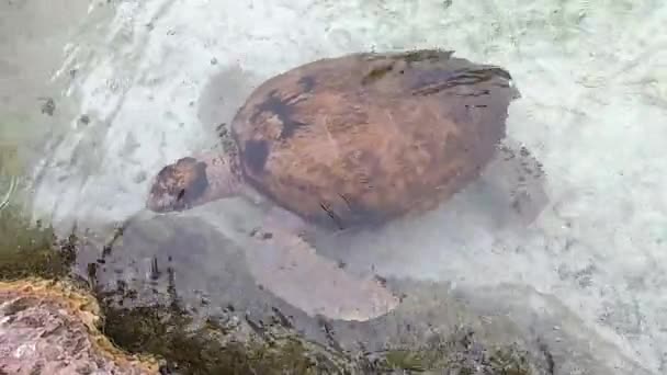 Handheld Shot Majestic Sea Turtle Gliding Clear Bahamian Waters Inglés — Vídeo de stock