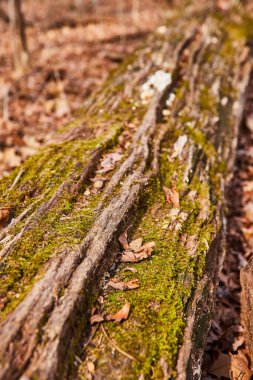 Vivid Green Moss on Weathered Log in Lindenwood Preserve, Indiana - Textured Autumnal Nature Scene clipart