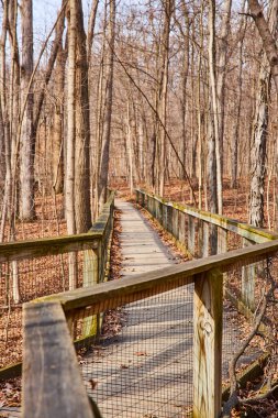 Fort Wayne, Indiana 'daki Lindenwood Preserve' de yapraksız bir ormanda dolambaçlı bir tahta kaldırım manzarası..