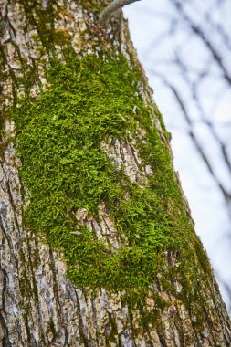 Cooks Landing County Park, Fort Wayne, Indiana 'daki Yaşlanmış Ağaç Kabuğunda Canlı Yeşil Yosun Doğanın Bir Kış Günü Sanatçısı