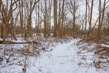 Serene winter landscape at Cooks Landing County Park in Indiana, featuring a snow-kissed forest path leading into the heart of tranquil wilderness. clipart