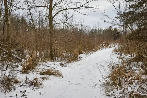 Gli Inverni Abbracciano Tranquillo Sentiero Forestale Fort Wayne Indianas Whitehurst — Foto Stock