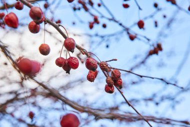 Indiana 'da Mevsimlik Vardiya - Açık Gökyüzüne Karşı Kırmızı Böğürtlenlerin Yakın Çekimi