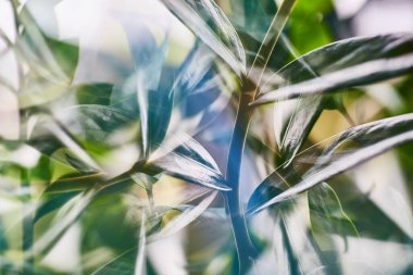 Abstract green foliage in Fort Wayne, Indiana, illustrating a serene close-up of plant life, ideal for eco-friendly and growth concepts. clipart