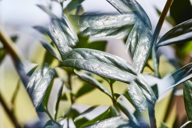 Işıldayan Yeşil Yapraklar Gün Işığında, Karmaşık Dokular ve Parlak Güzel, Fort Wayne, Indiana 'da Yakalandı