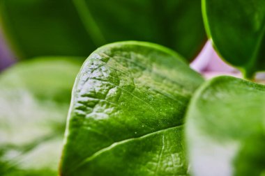 Fort Wayne, Indiana 'da taze yeşil yaprak dokusunun makro çekimi, bitki yaşamının karmaşık detaylarını gösteriyor ve canlılığı ve büyümeyi sembolize ediyor..