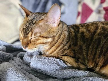 Huzurlu Bengal kedisi gri bir battaniyenin üzerinde uyuyakaldı, Fort Wayne, Indiana 'da sıcak gün ışığında yıkandı..