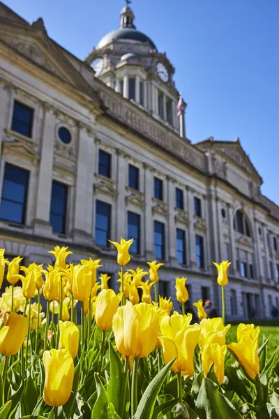 stock image Bright yellow tulips bloom in front of the classic Allen County Courthouse under a clear blue sky, Fort Wayne.