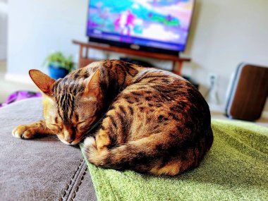 Bengal kedisi, Fort Wayne 'de güneşli sıcak bir oturma odasında yeşil bir battaniyenin üzerinde huzur içinde uyur..