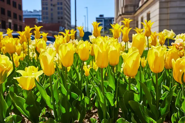 stock image Bright yellow tulips bloom in a city park in downtown Fort Wayne, juxtaposing urban architecture with springs vitality.