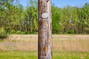 Yosun ve kabuğu soyulmuş yaşlı elektrik direği canlı bir Indiana kırsalına karşı duruyor..