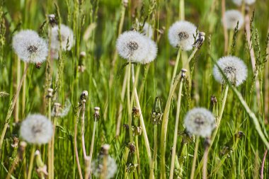 Fort Wayne 'deki huzurlu karahindiba otlağı, güneşli bir günde serpilmeye hazır kabarık tüylü tohumlar sergiliyor..