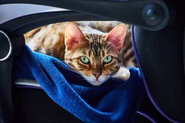 Bengal kedisi Fort Wayne, Indiana 'da rahat bir ofiste huzurlu bir anın tadını çıkarıyor..