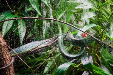 Fort Wayne Çocuk Hayvanat Bahçesi 'ndeki bir dalda yağmurla öpülen yılan bobinleri gelişmekte olan bir yağmur ormanının özünü yakalıyor..