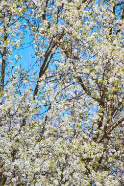Fort Wayne, Indiana 'da açık mavi gökyüzüne karşı bahar çiçekleri açıyor..