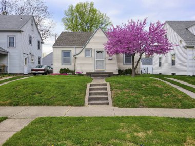 Fort Wayne 'de sakin bir banliyö mahallesinde hayat dolu mor bir ağaç çiçek açarak baharın sakin bir manzarasını güzelleştirir..