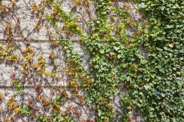 Zengin sarmaşık, Fort Wayne şehir merkezinde kentsel gelişimi ve mevsimsel değişimi sembolize eden dokulu bir duvar süslüyor..