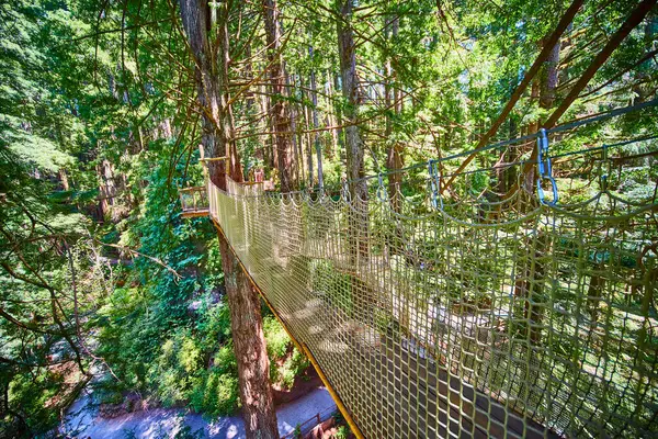 stock image Aerial view of a rope bridge in the Trees of Mystery, Klamath, California. Suspended high among towering redwoods, this treetop walkway promises an exhilarating nature adventure in a lush, vibrant