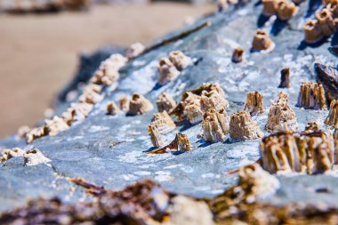 Oregon, Lone Ranch Sahili 'nde kaya oluşumları parlak detaylarla kaydedildi. Soluk midyeler ve koyu kayalar arasındaki çarpıcı zıtlık deniz yaşamının...