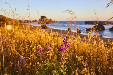 Oregon Meyers Creek Sahili 'nde günbatımı, vahşi mor çiçekler, altın kumlar ve engebeli deniz yığınlarıyla sakin bir manzara çiziyor. Doğa, barış ve batı sahili boyunca kaçmak için mükemmel bir tema.