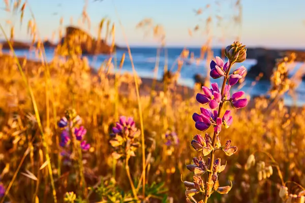 stock image Golden hour at Meyers Creek Beach in Oregon, with vibrant purple lupines in full bloom against a backdrop of a tranquil sea and rugged cliffs. Perfect for travel, nature, conservation, or wellness