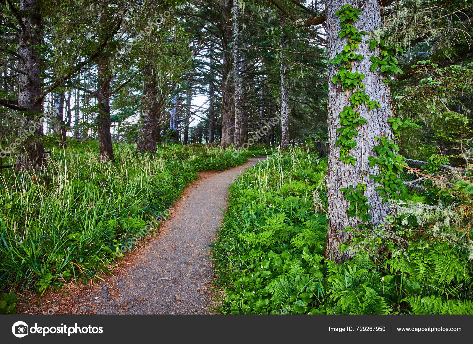 Explore Tranquil Beauty Arch Rock Trail Samuel Boardman State Scenic ...