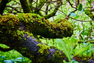 Oregon, Indian Beach 'teki yemyeşil bir ormanda yosun kaplı bir dal. Canlı yeşil renkler ve karmaşık dokular bu sakin orman sahnesinde doğanın dingin güzelliğini ve esnekliğini yansıtıyor..