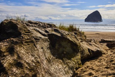 Huzurlu Oregon sahili kıyısı kumlu sahilde yıpranmış bir akıntı, yumuşak dalgalar, ve arka planda ikonik deniz yığını. Parlak doğal ışık dokuları ve renkleri güçlendirir, sükuneti uyandırır ve