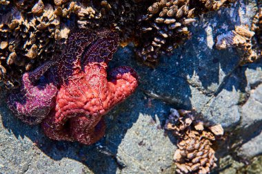 Brookings, Oregon 'daki Lone Ranch Sahili' nde midye ve midyelerin arasında engebeli bir kayanın üzerinde canlı bir deniz yıldızı. Samuel H Boardman Devlet Sahne Koridoru 'ndaki deniz yaşamının naif güzelliğini tecrübe edin..