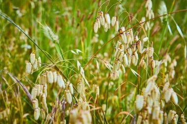 Oregon 'daki Samuel H. Boardman State Sahne Koridoru' nda, kalp şeklinde çekirdek başlıklı Quaking Grass 'in sakin yakın çekimi. Canlı yeşil manzara ilkbaharın doğal güzelliğini ve huzurunu yakalar.
