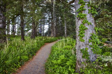 Samuel H. Boardman Eyalet Sahne Koridoru, Arch Rock, Brookings, Oregon 'da, yosun kaplı ağaçlar ve asmalarla dolu verimli ormanlar boyunca uzanan yol. Yürüyüş ve koruma için mükemmel.