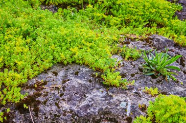 Verimli yeşil sedum, Huntington, Indiana 'daki Batık Bahçeler' de canlı bir doğa direnci göstergesi olarak engebeli gri kayayı kaplıyor. Bu yakın çekim, güzelliği, uyumluluğu ve uyumu yakalar.