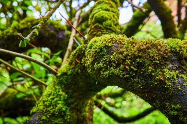 Indian Beach, Oregon 'da yosun kaplı bir ağaç dalına yakın çekim, canlı yeşil renkler ve bulanık bir orman zeminine karşı karmaşık dokular sergiliyor, Batı Sahili' nin huzurlu güzelliğini yakalıyor.