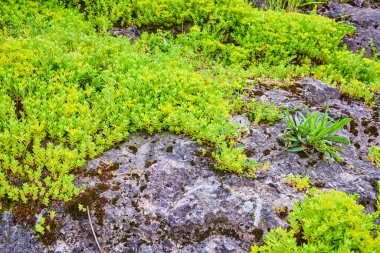Huntingtons Batık Bahçeleri 'ndeki gri kayaların arasında yemyeşil bitkiler gelişir. Bu sakin sahne, doğa, esneklik ve güzelliği ön plana çıkarıyor. Alp benzeri bir park için biçilmiş kaftan.