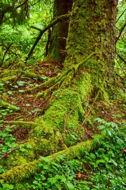 Oregon, Cannon Sahili 'ndeki Evola Eyalet Parkı' ndaki gür ve dingin bir ormanda eski yosun kaplı ağaç gövdesi. Doğanın canlı, el değmemiş güzelliğini yakalar, esneklik ve çevre dostu temalar için idealdir.